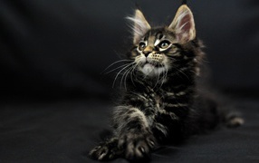 Cute little dark-colored cat Maine Coon