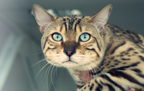 Унылый бенгальский кот