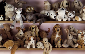 Найди кота и пса