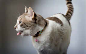 Смешной красивый кот с языком