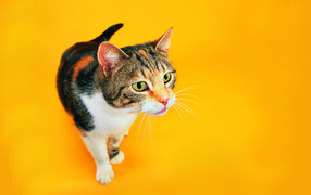 Funny cat on an orange background