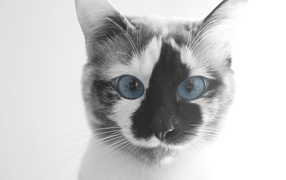 Funny cat with blue eyes