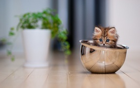 Funny kitten in a bowl