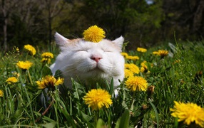 Funny white cat in dandelions