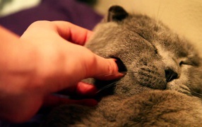Серый шотландский вислоухий кот доволен