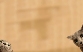 Серые коты подглядывают