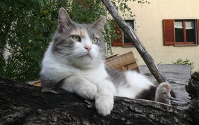 Серый кот лежит на бревне