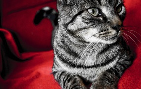 Серый кот на красном стуле