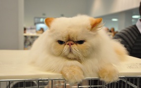 Сварливый персидский кот
