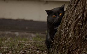 Grumpy black cat behind a tree