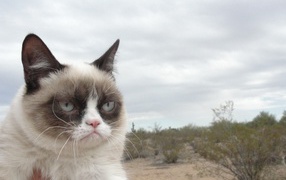 Grumpy cat in the desert