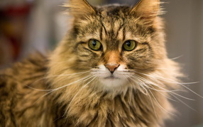 Красивый усатый кот мейн-кун ближним планом