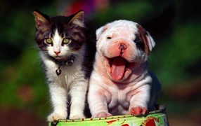 Счастливые кот и пёс