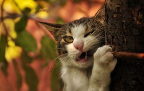 Голодный зеленоглазый кот