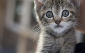 Малыш мейн-кун с испуганным взглядом