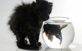 Kitten and fish