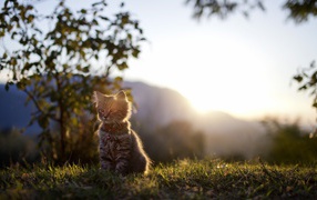 Kitten at sunset