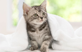 Kitten in a towel