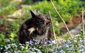 Котенок в цветах