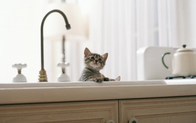 Kitten is bathing in the sink