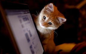 Kitten looks at the monitor