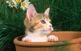 Kitten looks out of the pot
