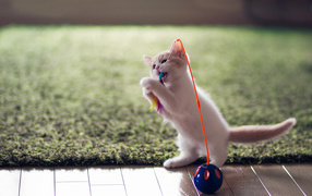 Котенок играет