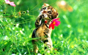 Kitten plays flowers