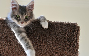 Котенок свесил лапу