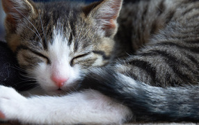 Маленький симпатичный спящий кот