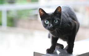 Little sly black cat