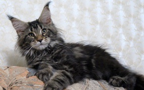 Maine Coon cat lying on the couch