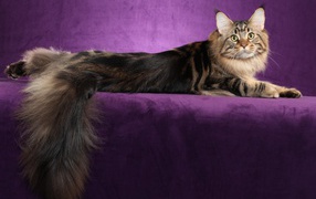 Maine Coon cat posing on a purple background
