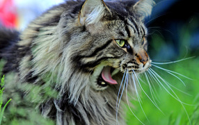 Кот мейн-кун хочет спать