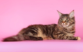 Maine coon cat on a pink background posing