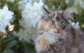 Мартовский кот