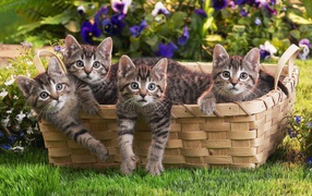 Веселая семейка котят