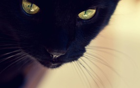 Mustachioed black cat closeup