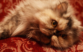 Персидский кот отдыхает