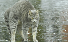 Игривый серый кот под дождём