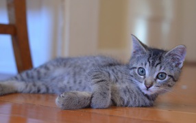 Playful young gray cat on the floor