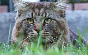 Упитанный кот мейн-кун