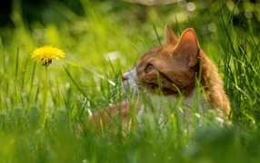 Red Cat in the grass