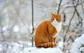 Red Cat sitting on a snowbank in winter