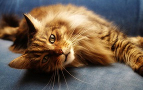 Red Maine Coon cat on a blue couch
