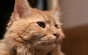 Red adult cat Maine Coon