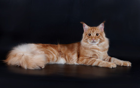 Рыжий симпатичный кот мейн-кун позирует