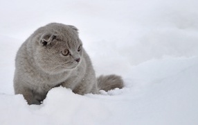 Шотландский вислоухий кот в снегу