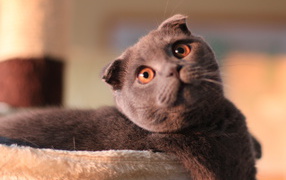 Шотландский вислоухий кот с карими глазами