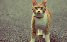 Серьёзный рыжий кот в очках